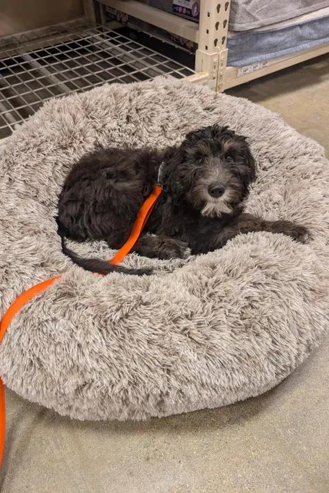 This is the bed I want pwease 🥺