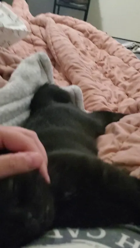 My friend told me to go for the black cat because "they are the sweetest". I'm trusting all her advice for now on.