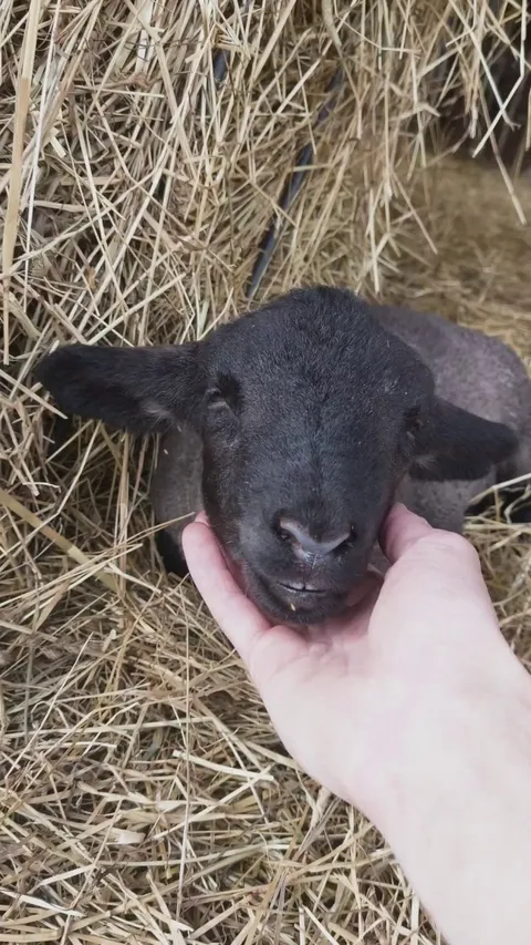 This baby lamb fell asleep while I was giving it head rubs... and showed its tiny teeth. My heart can’t handle this.