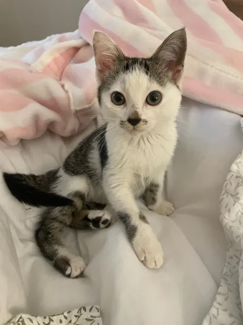 Victim of the Cat Distribution System on the first day of returning to work. Meet Tink