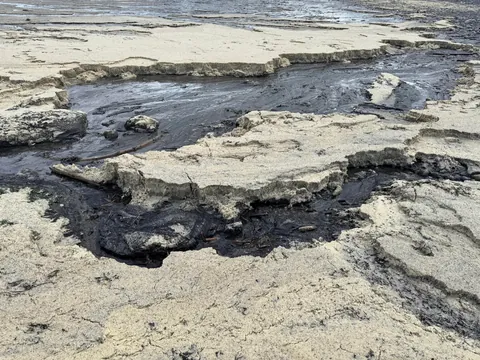 Herring eggs piled so thick it suffocates other marine life