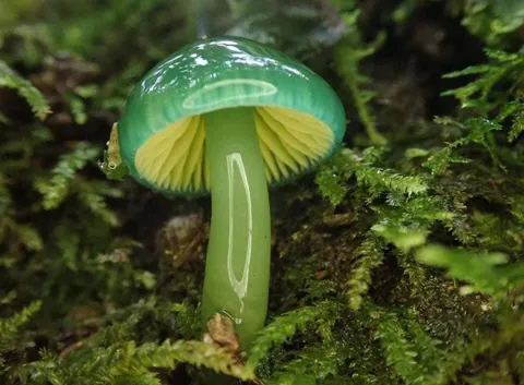 Parrot waxcap mushroom