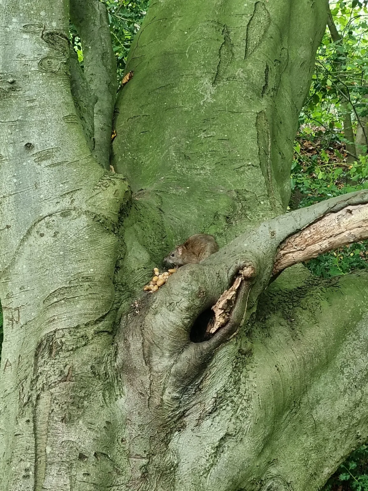Not pet rats, but hope you guys appreciate this lil cutie and her acorns.