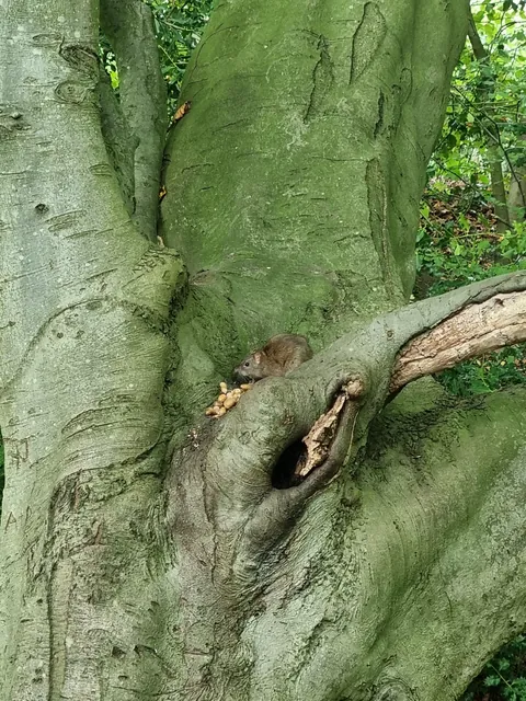 Not pet rats, but hope you guys appreciate this lil cutie and her acorns.