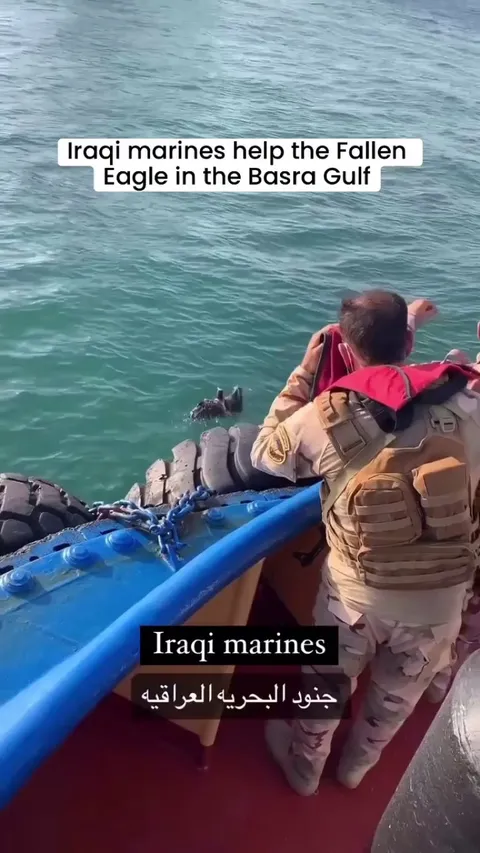 Saving an eagle from drowning