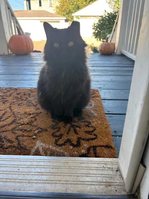 I believe I have been chosen🖤