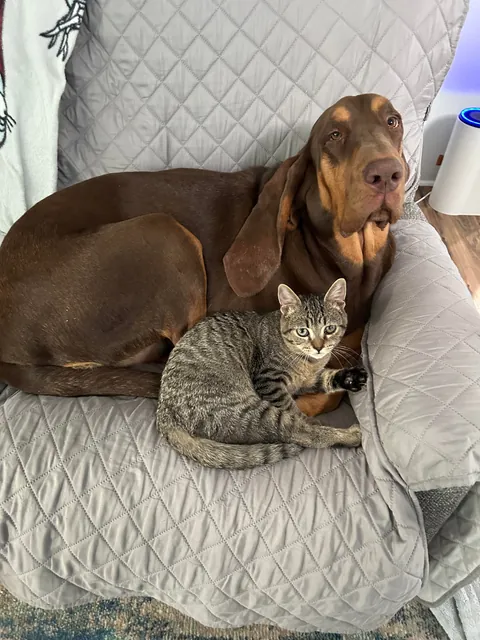 The vet said he might not make it, but two years later, Batman is thriving.