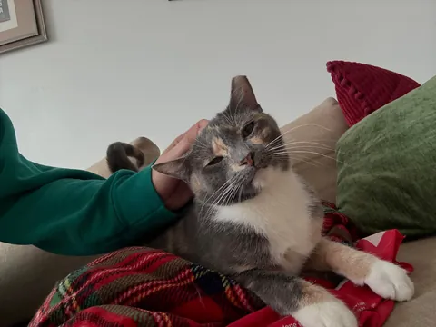 first time cat owner, adopted bonded sisters- so glad I did !