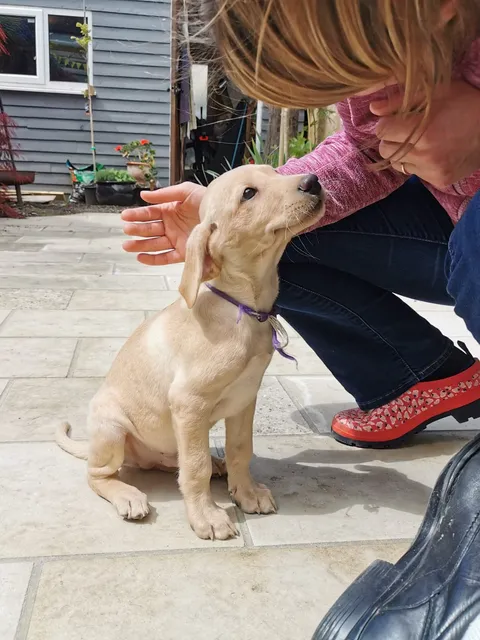 Our new puppy on his first day at our house.
