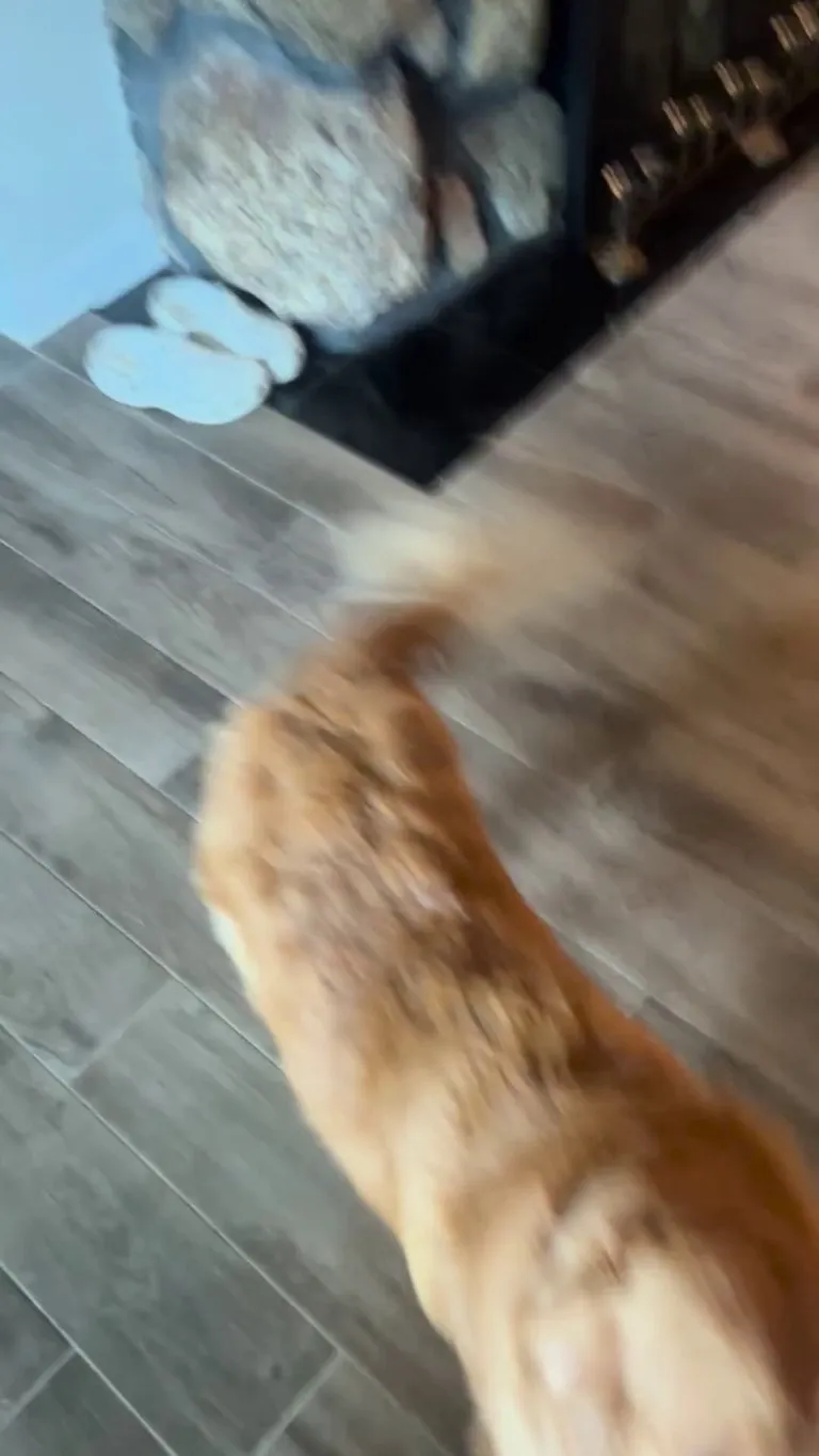 Mr. Magoo likes to take my hand and then walk me to the couch so we can hang out.