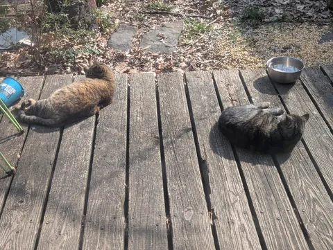 Sadie is absolutely terrible at her day job as the resident pest control.