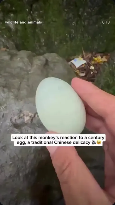 Look at this monkey's reaction to a century egg, a traditional Chinese delicacy