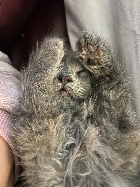 Our boy Norman keeps getting bigger and bigger!