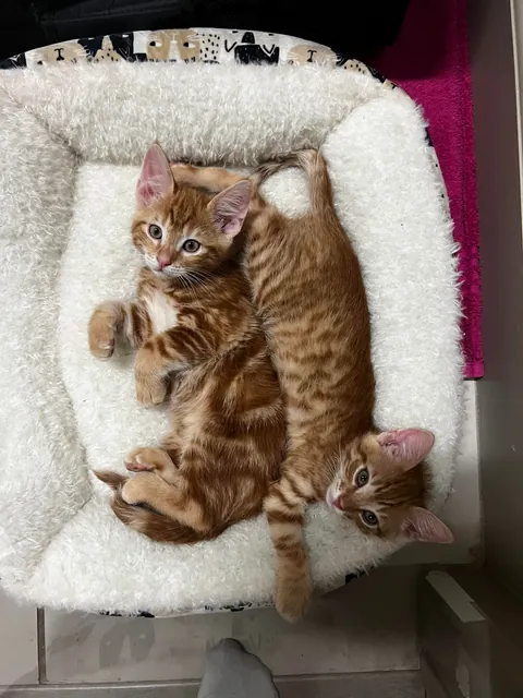 Went to the shelter to get my first kitten. Now I have two first kittens.