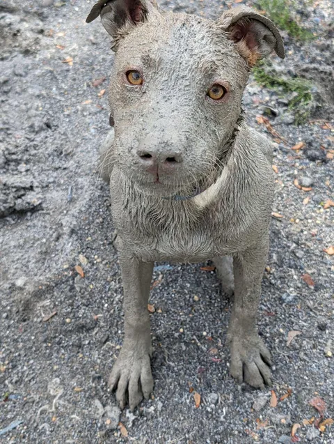 Sigh... I'll get the hose.