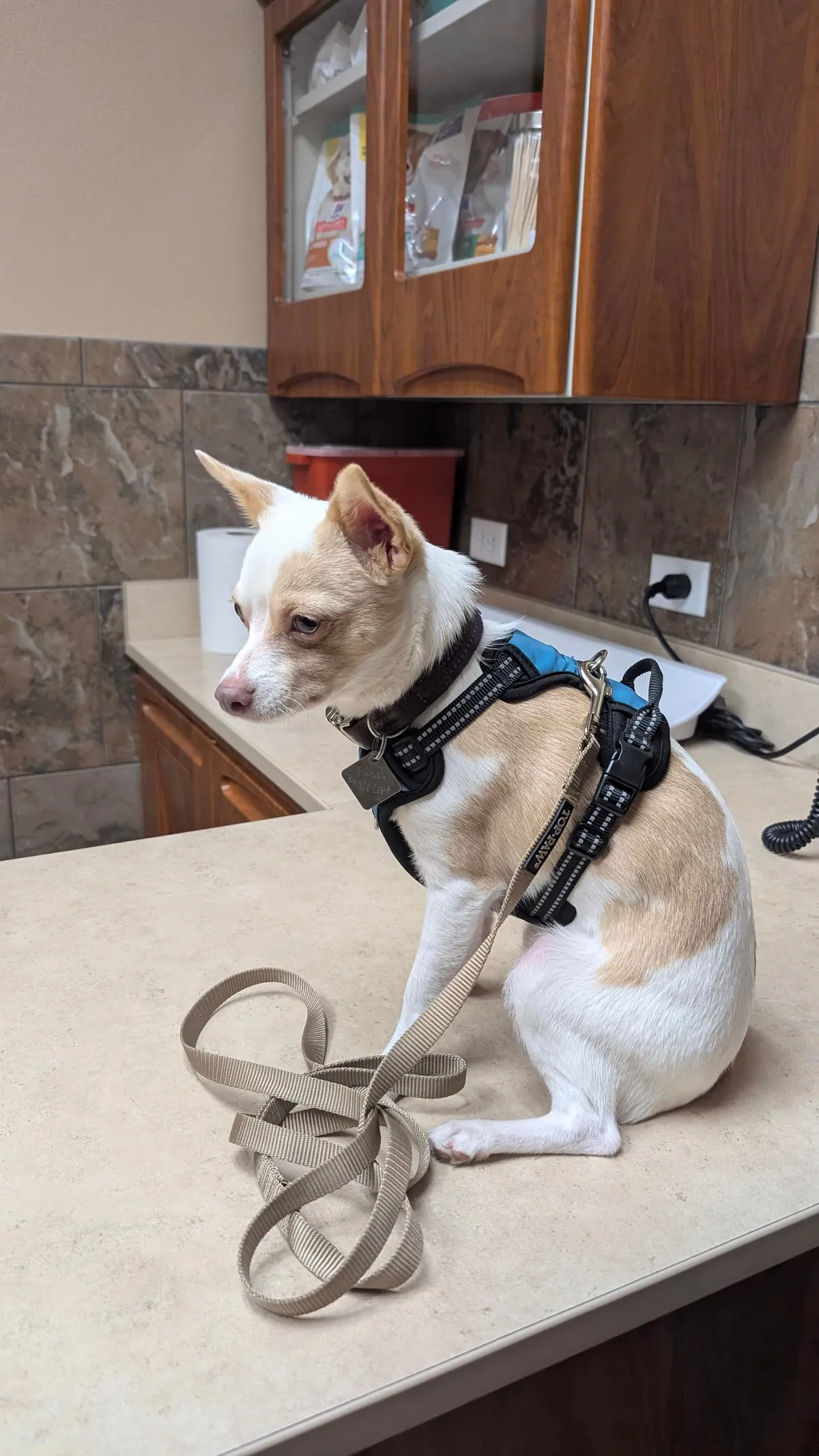 I haven't had my own pup in 12 years, I got the perfect one, his name is Franklin, and he loves everyone.