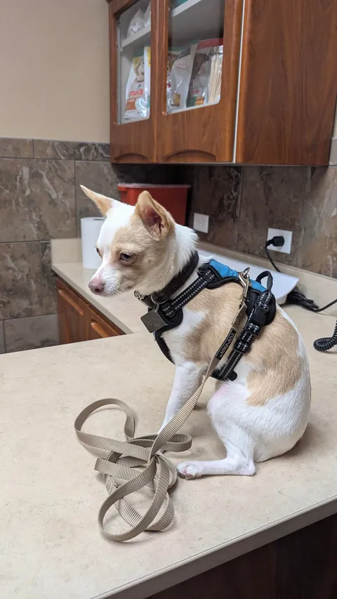 I haven't had my own pup in 12 years, I got the perfect one, his name is Franklin, and he loves everyone.