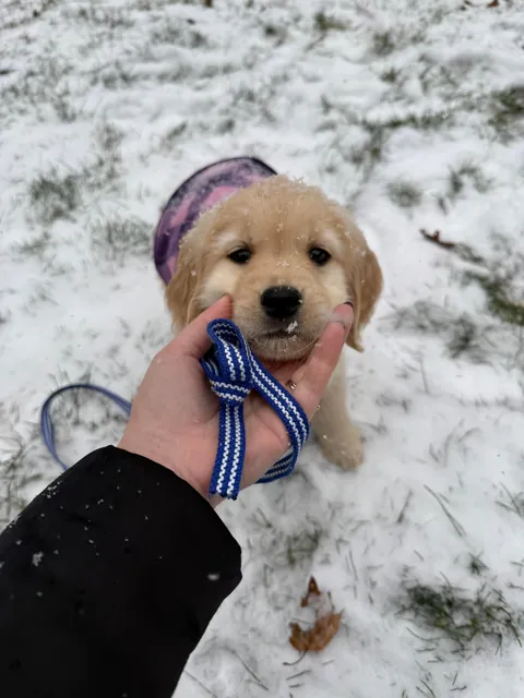 8-week-old Hazel’s first snow ❄️💕