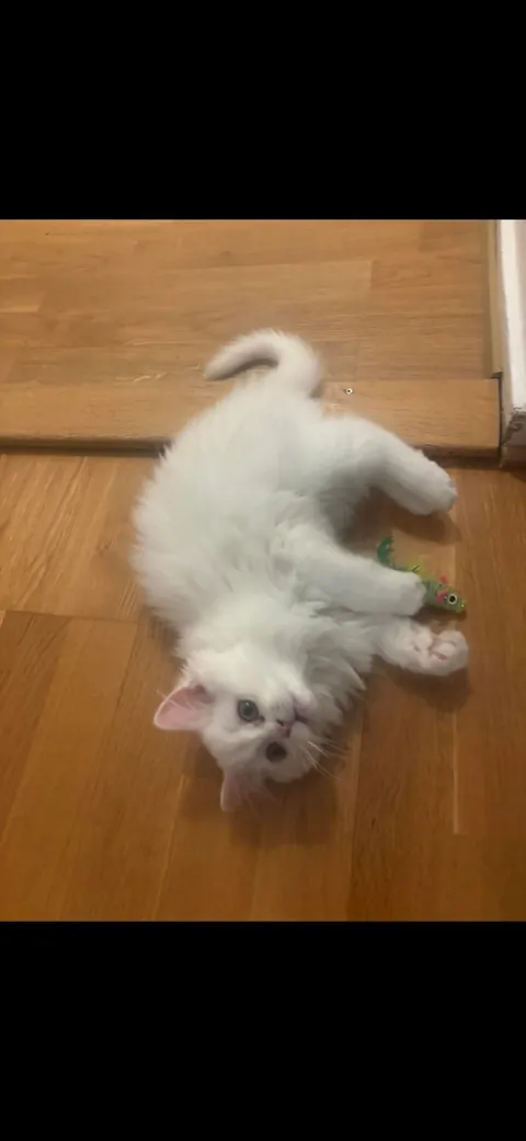 Silly kitty won’t go anywhere without his fish toy