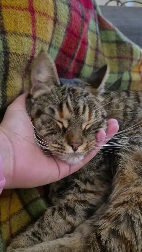 Miso loves getting her face absolutely SQUISHED. You can hear her purr of joy, the absolute goober