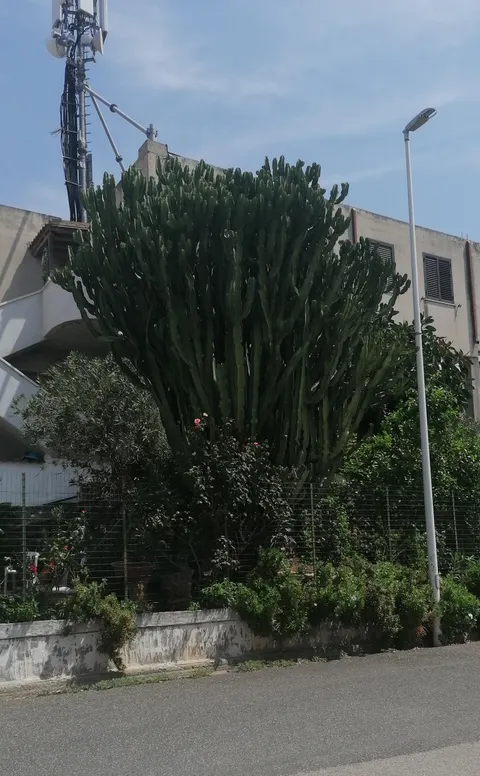 A huge "cactree" in my neighborhood.