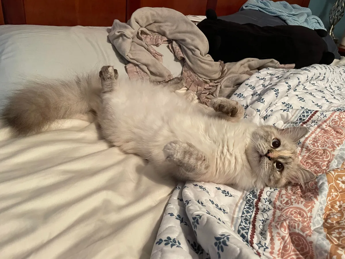 The dunking of her favorite mousey: my least favorite ritual