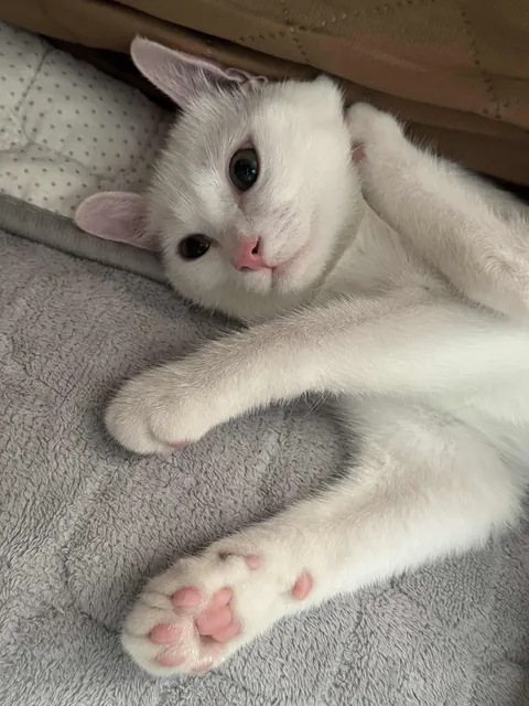 Is my cat normal? Hahahaha.