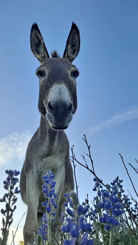 [OC] Spring time in Texas at our equine rescue