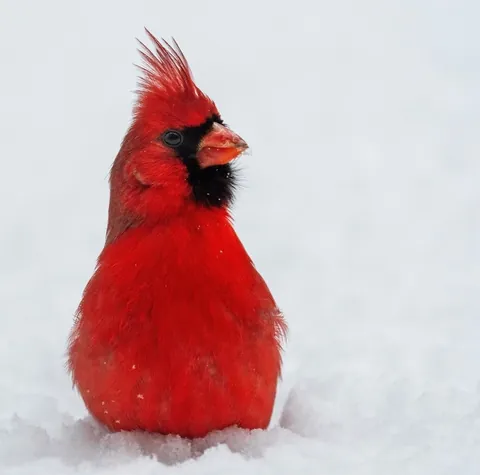 🔥 Male Northern Cardinal 🔥