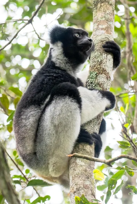 Madagascar : a dying Eden.  It needs you.