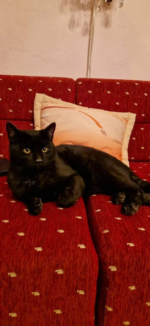 My little monkey grey cat vs now