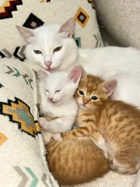Warning: High levels of cuteness in this cuddle puddle! ☁️☀️