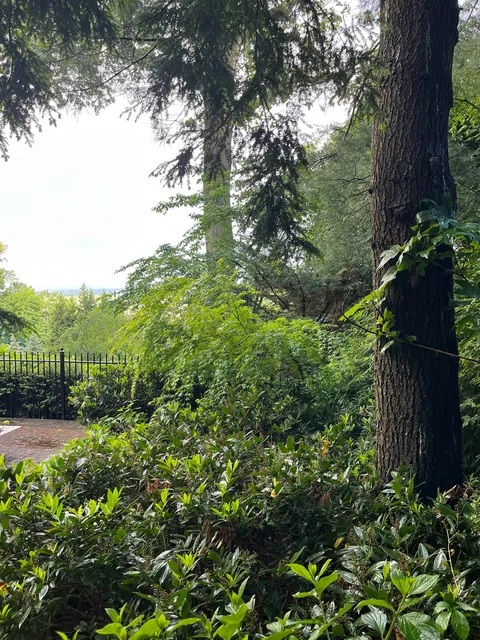Photos of the backyard section of my mom's garden post-rain!