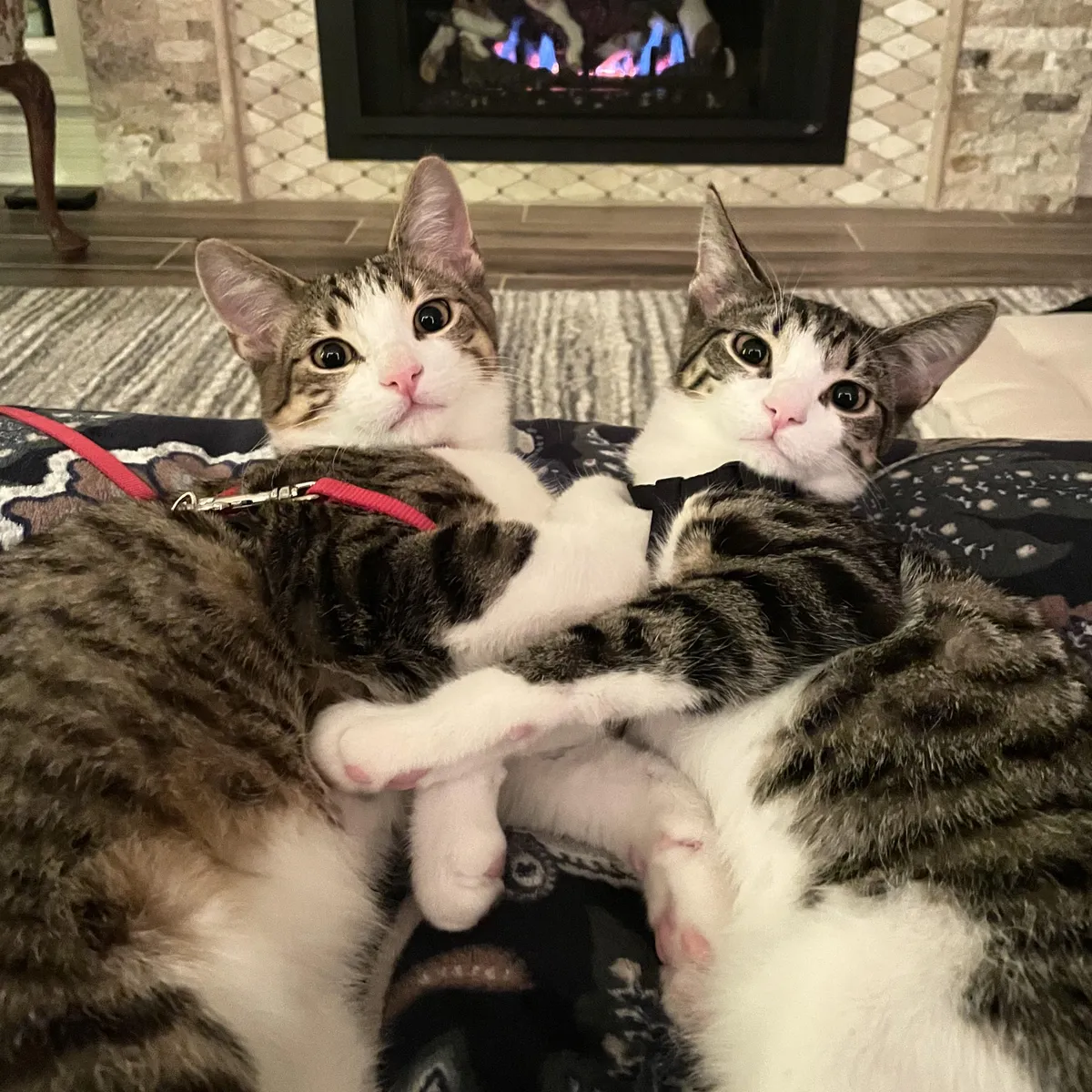 Show me your best cat duo (or solo)!