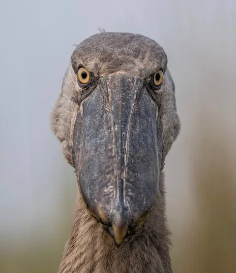 The Shoebill, known as the living dinosaur, is an African bird that stands 1.5m tall. With its massive beak, it hunts fish and baby crocodiles.