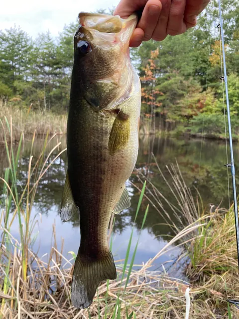 The meal of the bass.