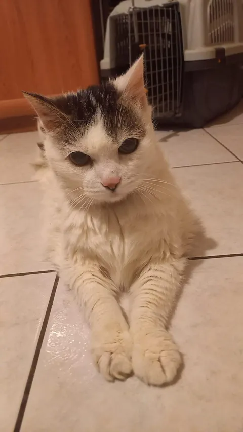 Believe it or not, this is my uncle's cat and it's 23 years old