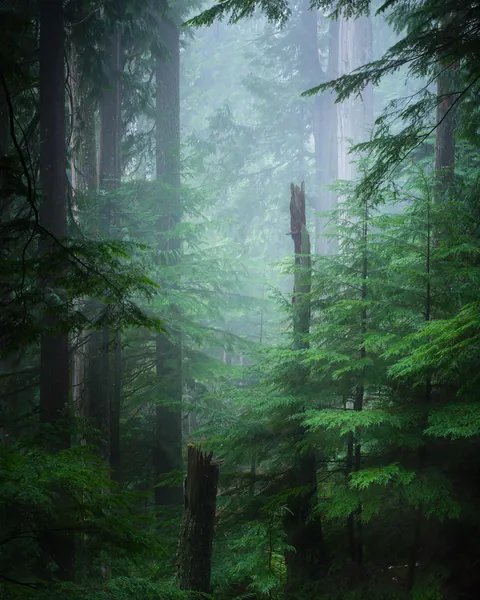 North Vancouver, BC Canada (OC)(1520x1900)