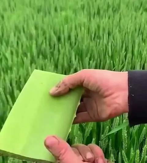 Harvesting aloe vera plant