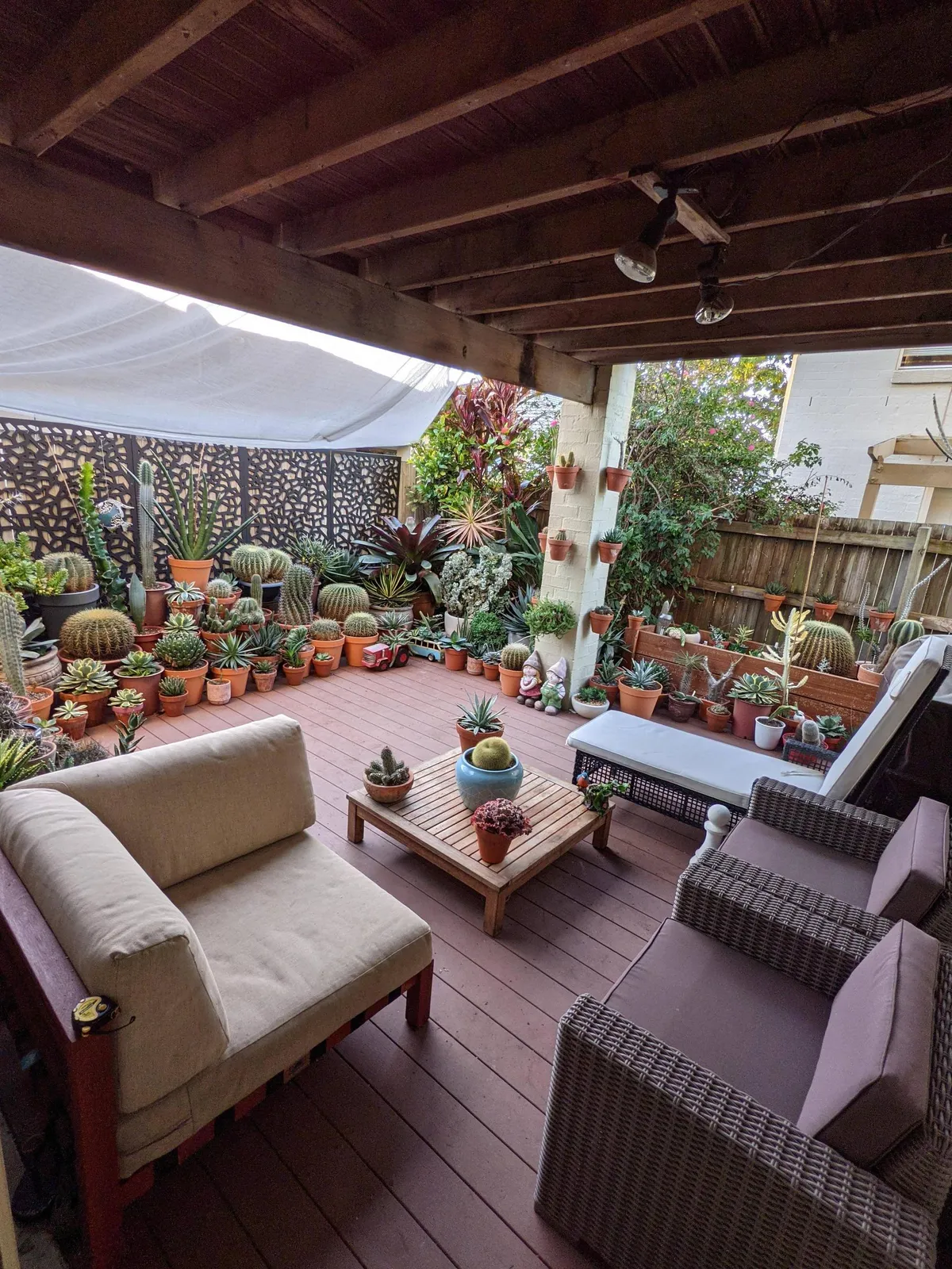 My patio and succulent garden