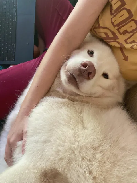 Aspen came to cuddle, &amp; I snapped a few pictures - when I checked them, she was looking up at me with so much love in her eyes in each of them🥹