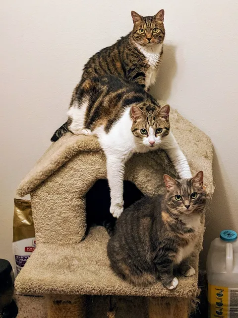 This is Triplecat. Today is their 15th birthday.