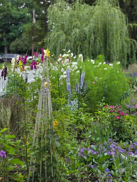 Second year cottage garden