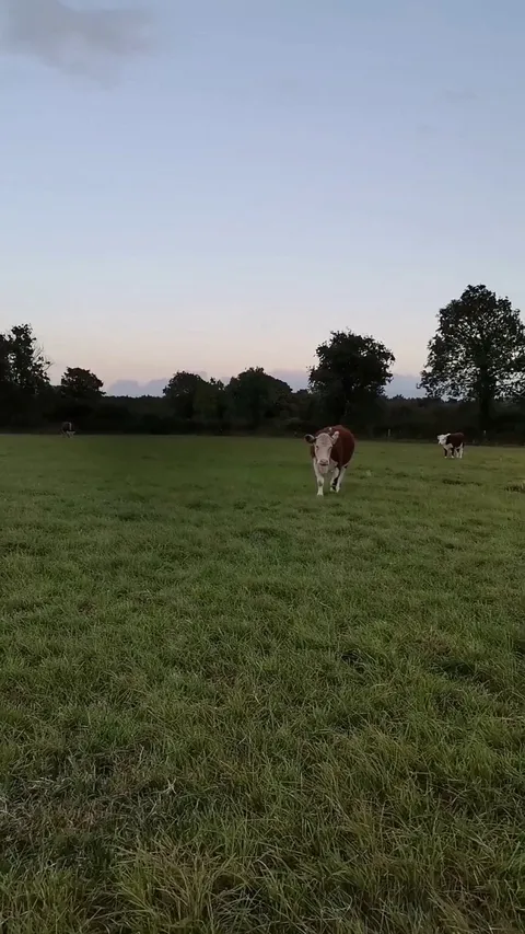 This cow was incredibly happy to see me again!