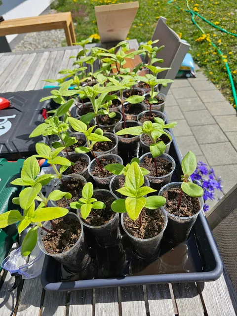 Our landlord said I could do whatever I want with the yard.