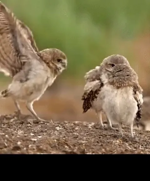 There's always one...