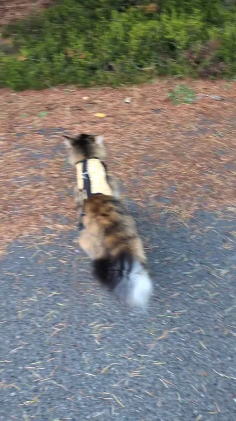 Don't interrupt my walk