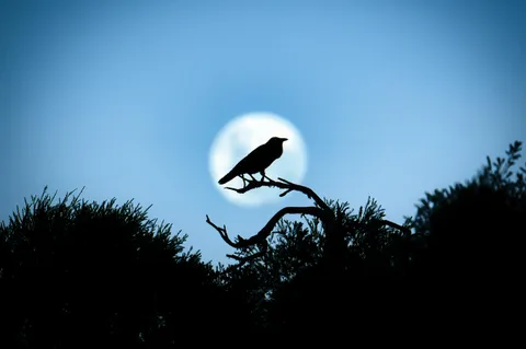 ITAP of a crow during a full moon rise.