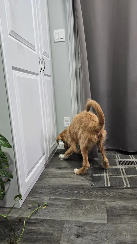 Early morning moth hunting. It got away.