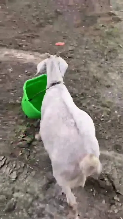 Goat Gale stuck in a pail 🪣